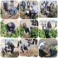 کاشت نهال در دانشگاه